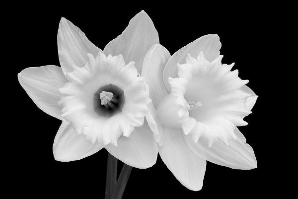 WA-Redmond-Daffodils